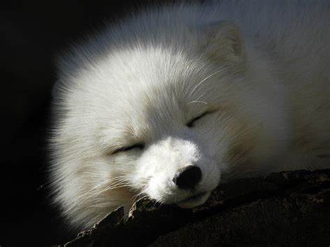 White Fox Wallpapers Wallpaper Cave