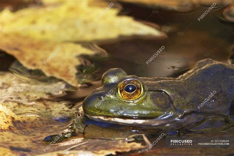 Bullfrog Lithobates Rana Catesbeianus Pointe Des Cascades Quebec