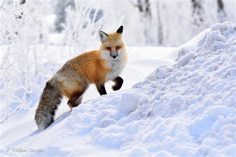 Red Fox In The Snow By William Teuscher