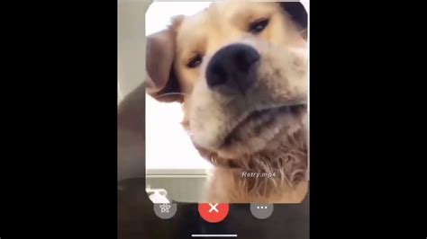 Do Dogs Understand Facetime