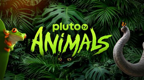 Come give pluto tv a try today in kodi. Pluto TV Animals Videos | Entertainment | Pluto TV