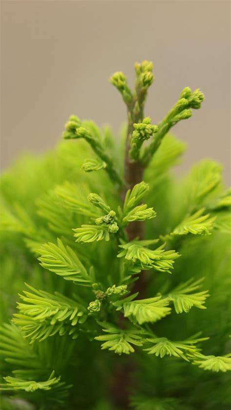 The anatolian conifer and deciduous mixed forests is an ecoregion in is located in southwestern anatolia, turkey. 12 best Deciduous Conifers images on Pinterest | Dwarf ...