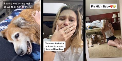 Tiktok User Posts The Moment Her Dog Dies People Are Furious