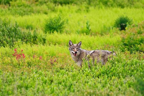 Coyote Eating Fawn 1 Big Meadows Shenandoah National Park Va
