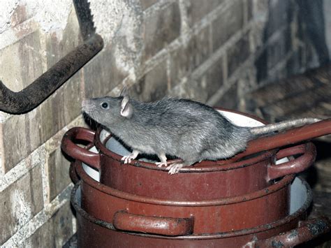 These nets are often found in hidden, hard to reach places. Island Pest Control | 16 Inches of Nightmare - Roof Rats ...