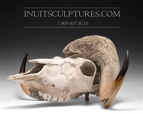 28 Full Muskox Skull Died Natural Cause Inuit Sculptures Art Gallery