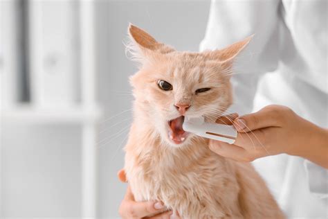 How To Brush Your Cats Teeth All About Cats