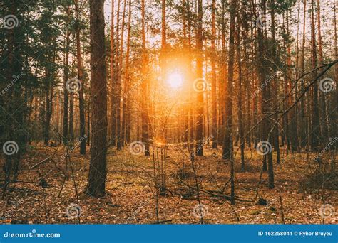 Beautiful Sunset Sun Sunshine In Sunny Coniferous Forest Sunlight Sun