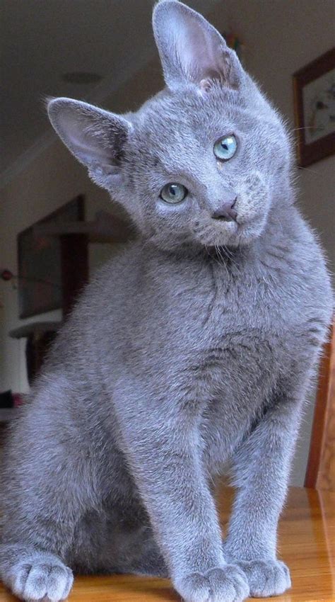 Pictures Of Russian Blue Cats And Nothing More In 2021 Kittens Cutest