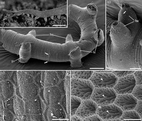 Comparison Of Orstenotubulus Evamuellerae With Onychophora A