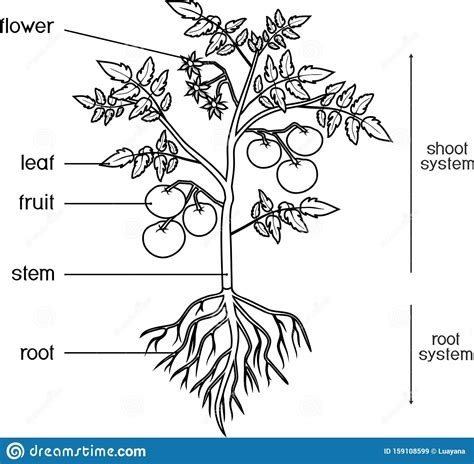 Parts Of Plant Morphology Of Tomato Plant With Leaves Fruits Flowers And Root System Isolated