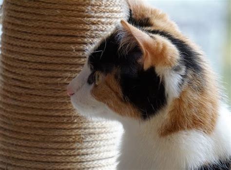 As mentioned earlier, you might notice a lump under. Skin Cancer in Cats: Recognizing the Signs | Canna-Pet®