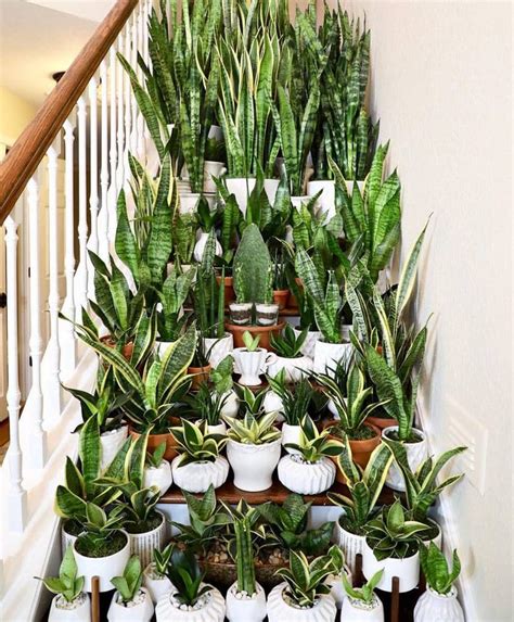 Snake Plant Care And 5 Amazing Benefits Of Sansevieria A
