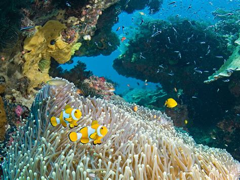 Indonesia's Most Beautiful Underwater Dive Spot | Travel Insider