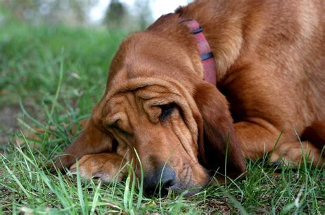 The 10 Best Calm Dog Breeds
