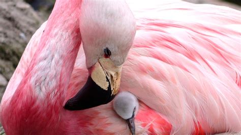 Incredible pictures show flamingos flocking to Mumbai amid India's coronavirus lockdown | Fox News