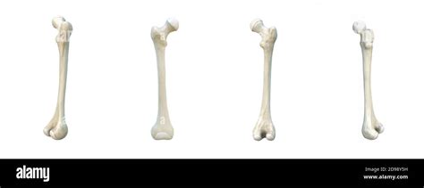 Femur Spongy Bone Hi Res Stock Photography And Images Alamy