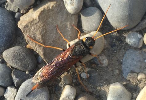 Giant Wood Wasp From Canada Whats That Bug