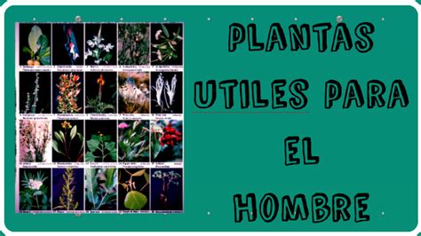 Plantas Utiles Para El Hombre By Sarai Benavides Cárdenas