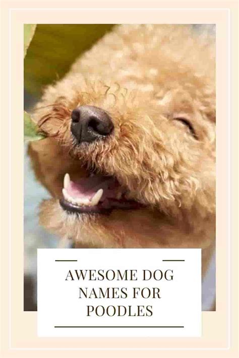 400 Best Dog Names For Poodles From Classic To Creative Discover The