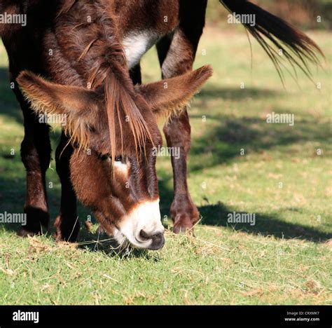 A Donkey Grazing At Eseltjiesrus Donkey Sanctuary Near Mcgregor In The