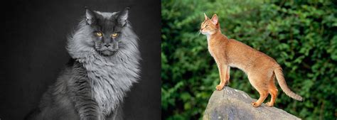 Maine Coon Vs Abyssinian Breed Comparison Mycatbreeds