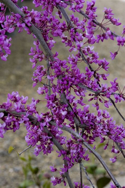 Lavender Twist Redbud Dwarf Trees For Landscaping Flowering Trees
