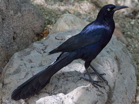 Bluish Black Bird Smithsonian Photo Contest Smithsonian Magazine