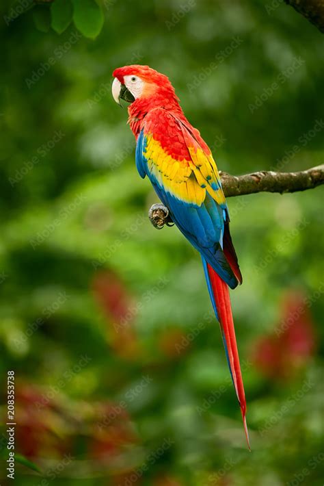 Red Parrot Macaw Parrot Fly In Dark Green Vegetation Scarlet Macaw