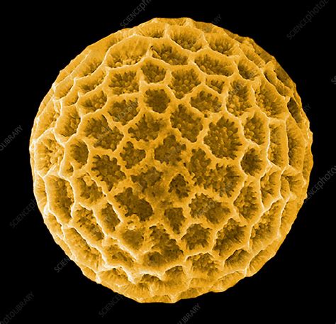 Pollen Grain Esem Stock Image B7860630 Science Photo Library