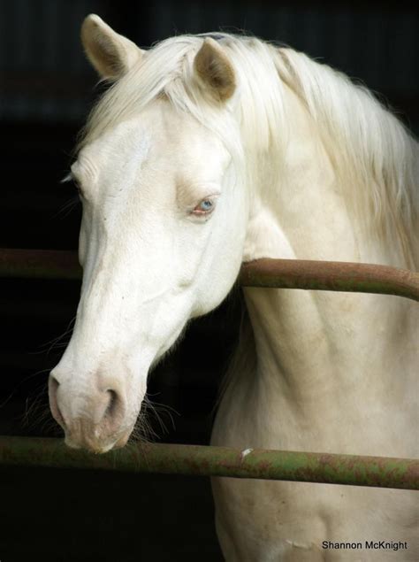 Beauty Albino Horse Horses White Horses