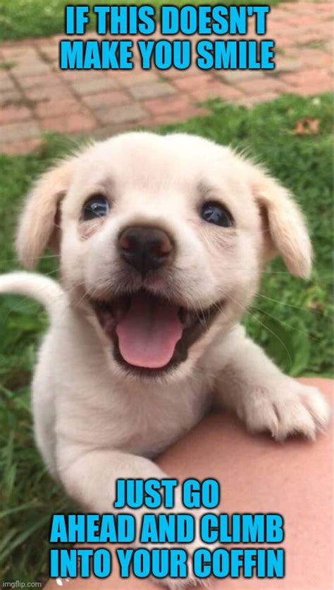 Cute Pup Imgflip