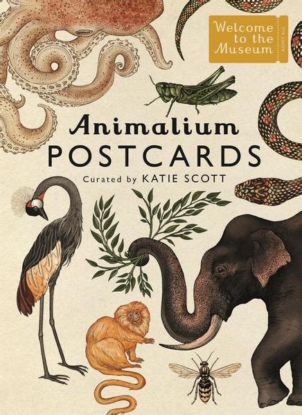 Animalium Postcards Von Jenny Broom 978 1 78370 625 9 Thalia