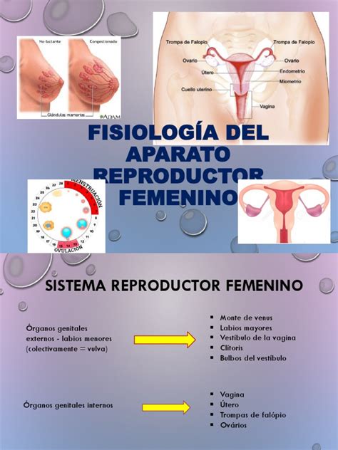 Fisiologia Del Aparato Reproductor Femenino Ciclo Menstrual Vagina