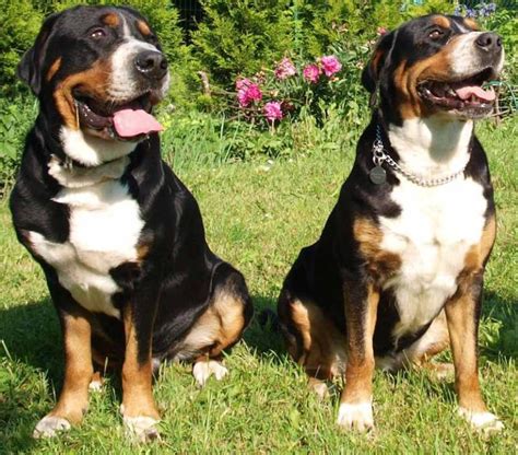 Greater Swiss Mountain Dog Breed Information And Images K9rl