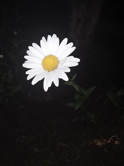 Marguerite Daisy Flower Flowers Hd Phone Wallpaper Peakpx
