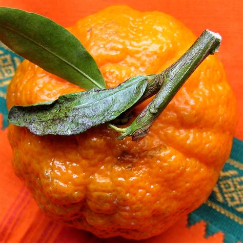 Mandarin Orange Nicholas Noyes Flickr