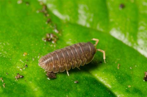 Worse, they quickly spread from one plant to the next and are a gardener's worst nightmare. Sow Bug Control - How To Get Rid Of Sow Bugs | Bug control ...