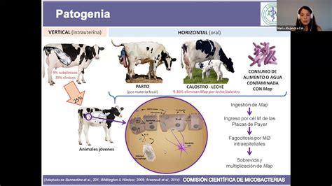 Módulo 4 Paratuberculosis Bovina Diagnóstico Y Control Youtube