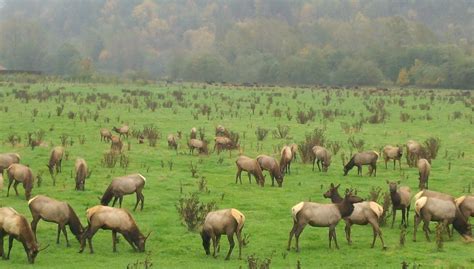 Herd Of Elk Grazing Near Satsop Waheading To The Coast In 2023