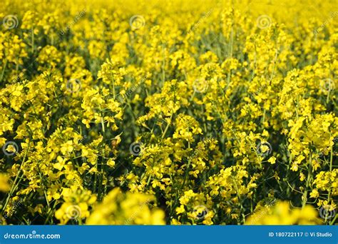 Rapeseed Field Blooming Canola Flowers Close Up Bright Yellow