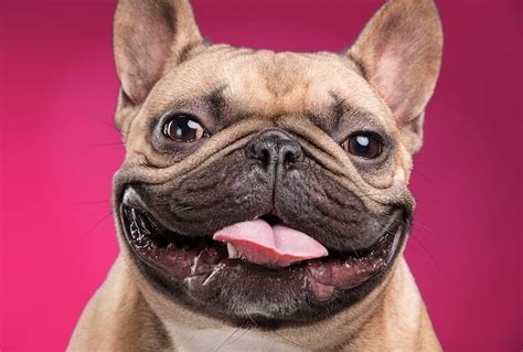 The french bulldog had gradually become a household name in paris particularly among the fashionable female class. French Bulldog Names: 250+ Fun & Fantastic Names For ...