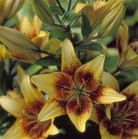 14 Stunning Lily Varieties To Plant