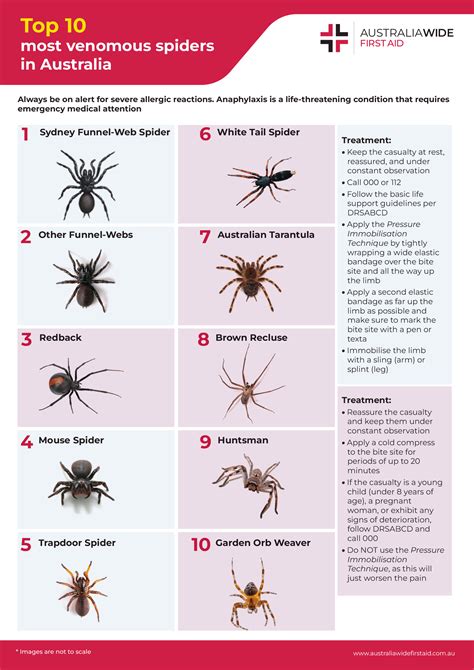 Spider Bite Identify Treat Chart