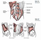 Pictures of List Of Core Muscles