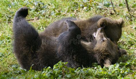 Two Brown Bear Cubs Play Fighting Stock Photo Image Of Animal Fauna
