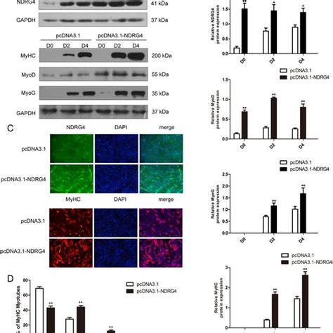 Overexpression Of NDRG Enhances Myogenic Differentiation A Western Download Scientific