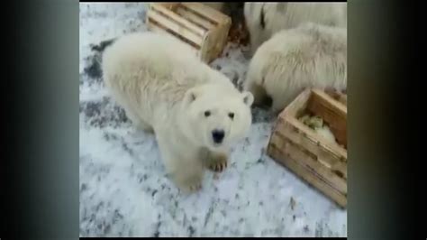 Russian Village Invaded By 56 Polar Bears Cgtn