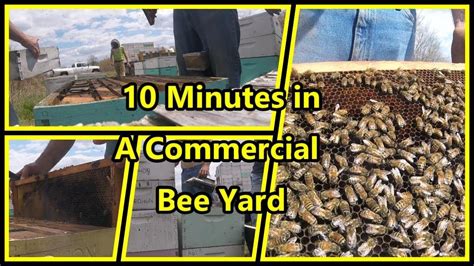 10 Minutes In A Commercial Bee Yard Adding Supers Youtube