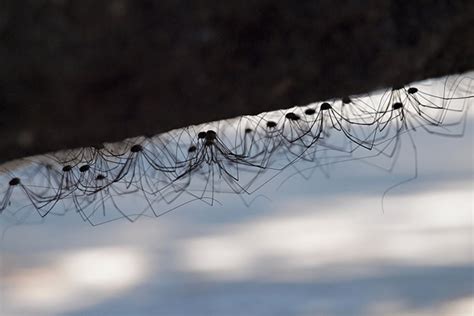 Daddy Longlegs Spiders And Other Critters Live Science